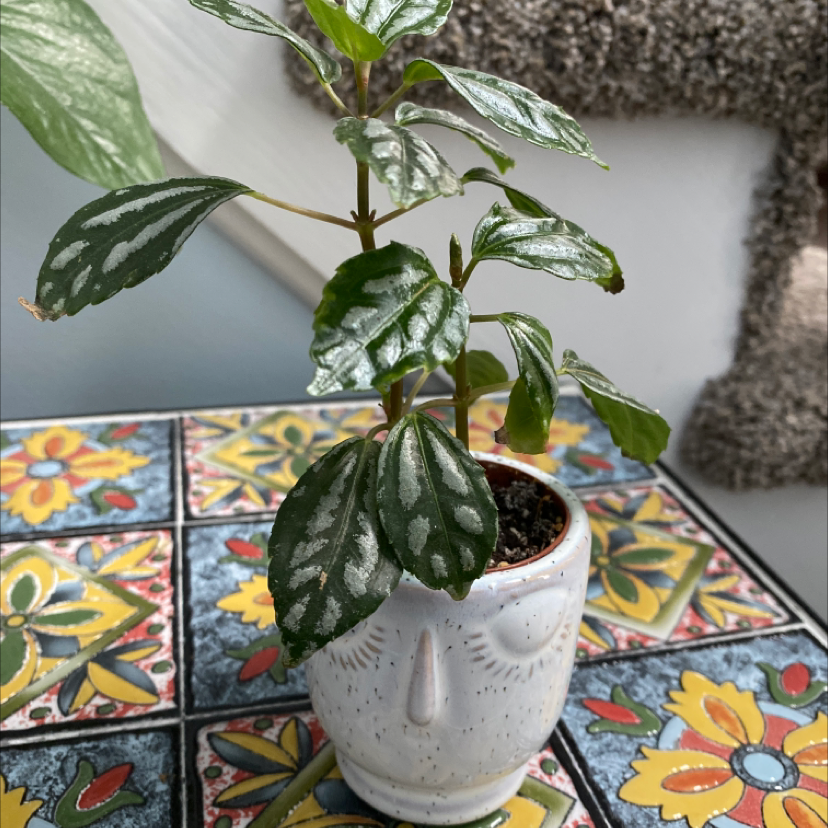 Photo of the plant species Aluminum Plant by @shannonmerget named Ulysses S Plant on Greg, the plant care app