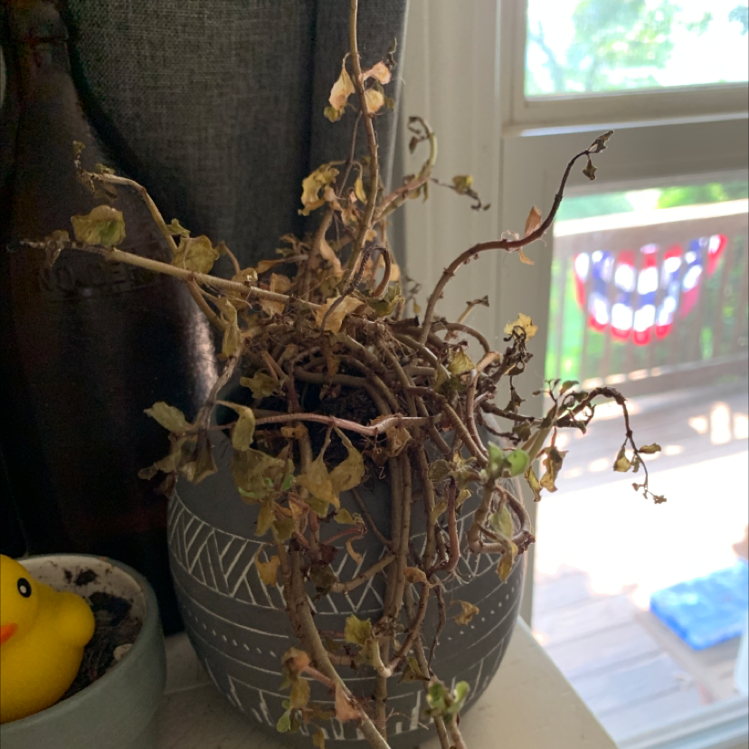 Elephant Bush plant photo by @plantplantplantplant named Unknown dying plant on Greg, the plant care app.
