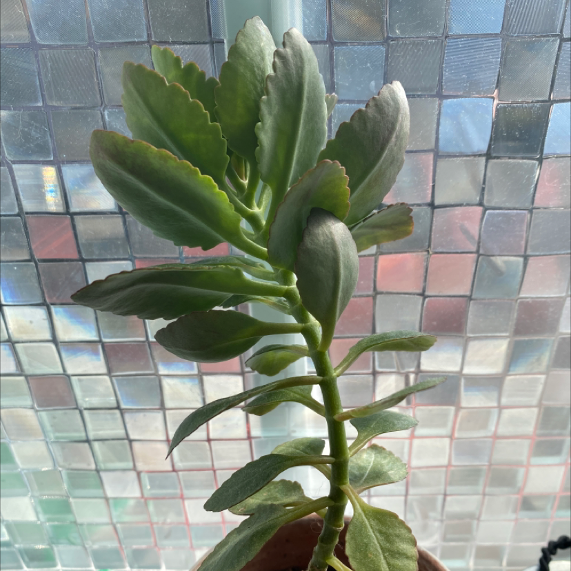 Lavender Scallops plant with thick, scalloped leaves in a pot against a tiled window background.