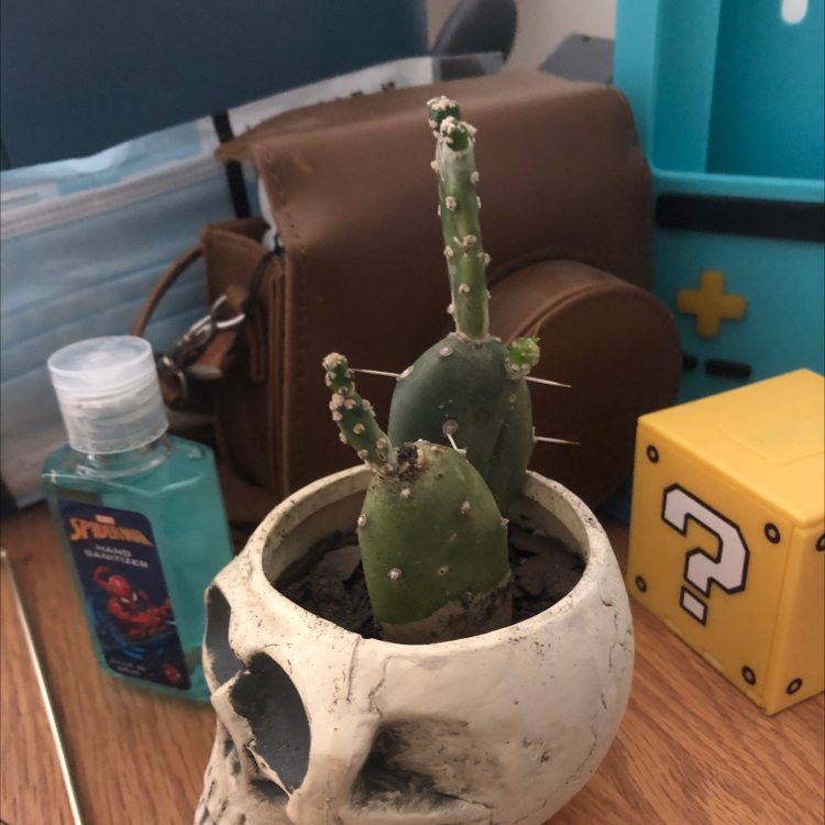Photo of the plant species Prickly Pear by Shay named Cactus on Greg, the plant care app