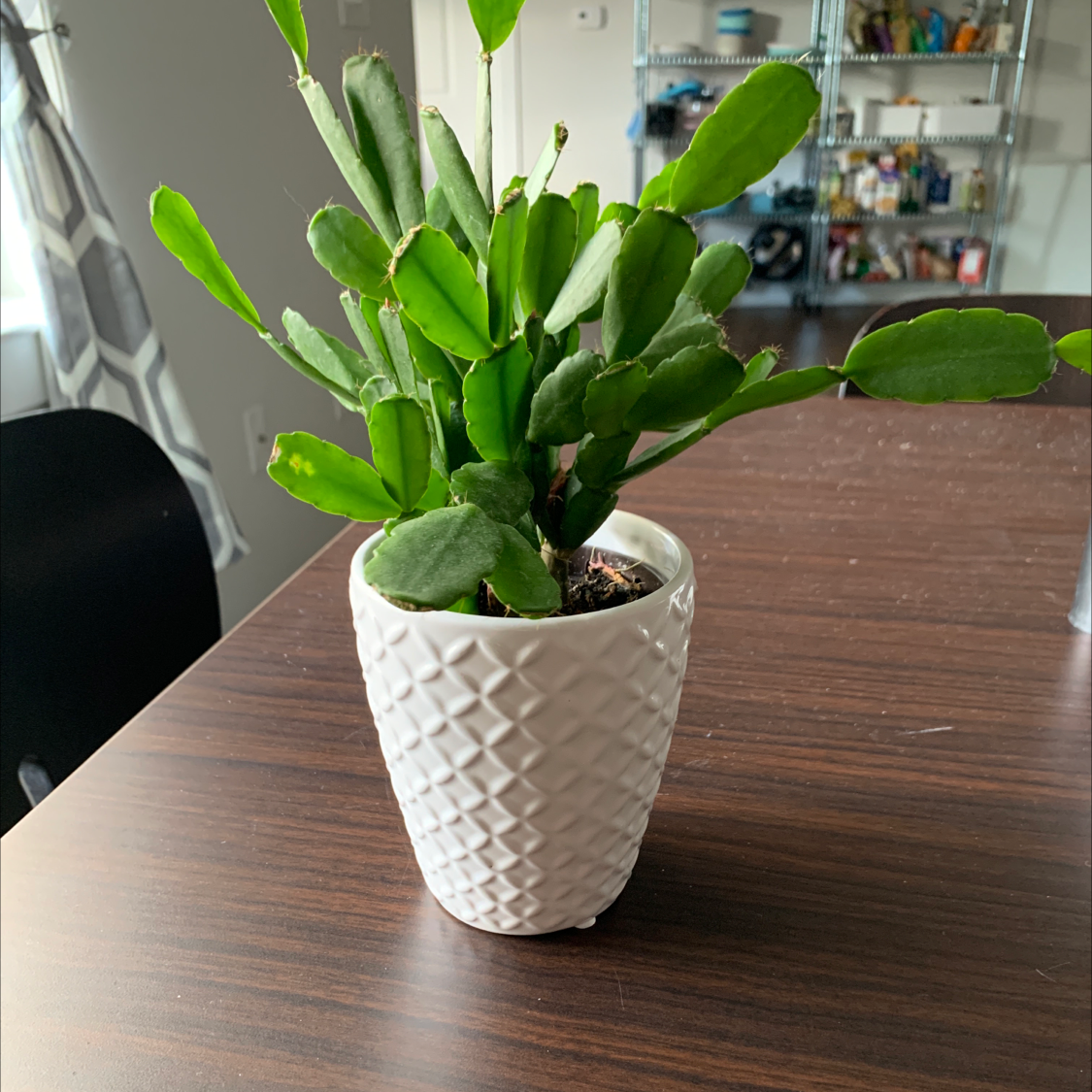 Potted Easter Cactus with healthy green leaves on a wooden table.