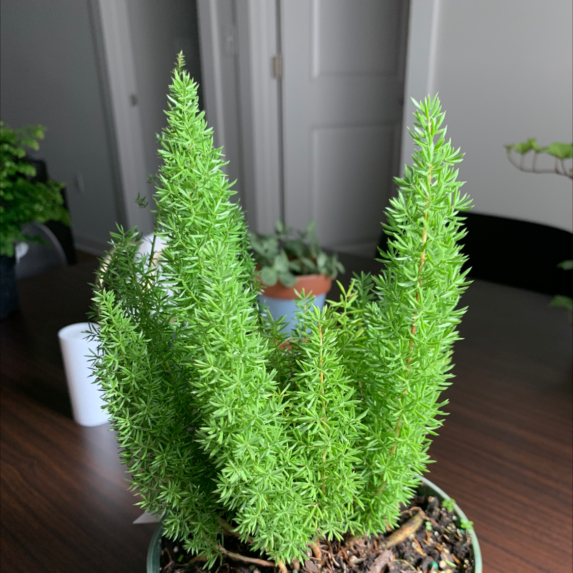 Healthy plume asparagus plant with lush green foliage growing in a white ceramic pot, well-framed and in focus.