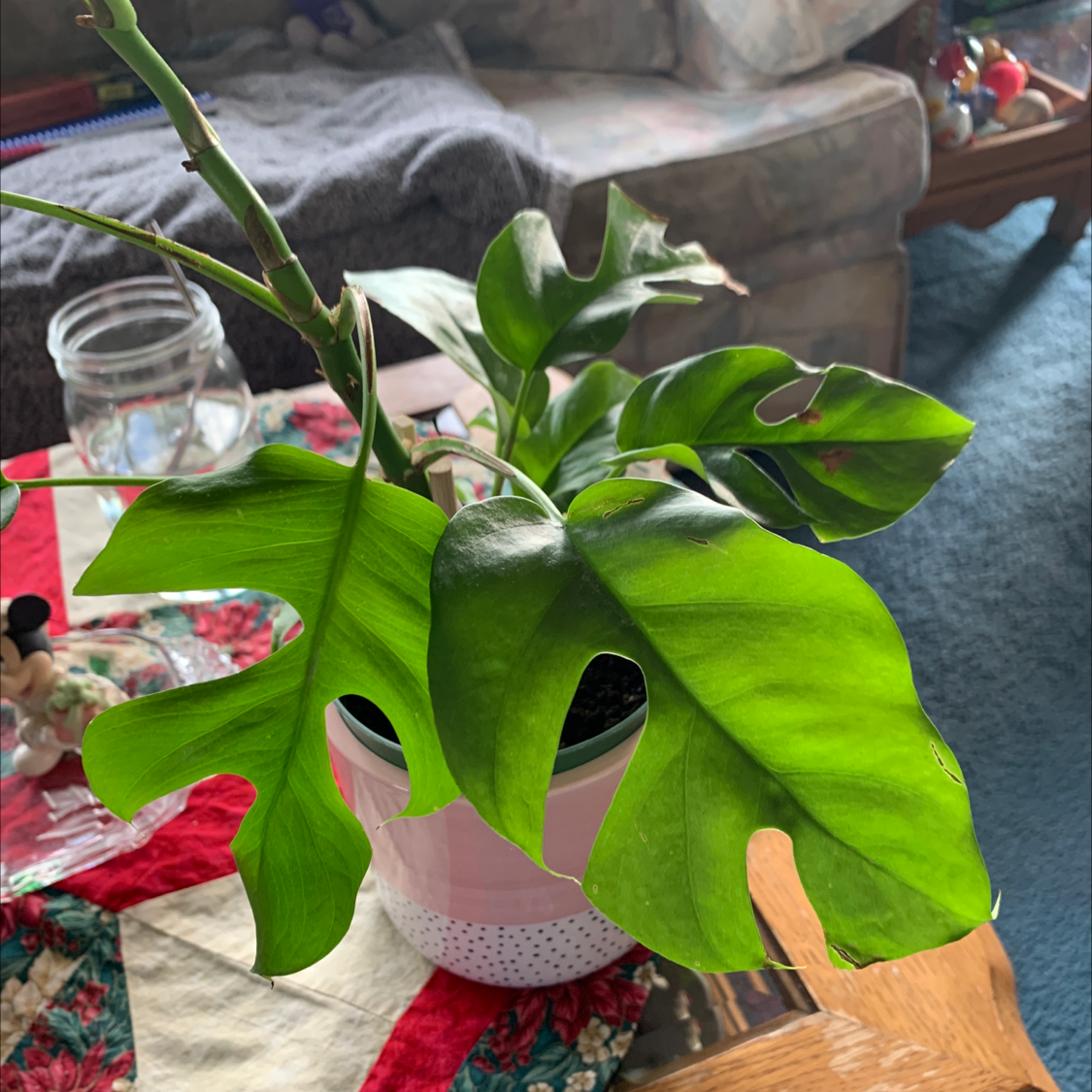 Monstera plant photo by @sarabeth named Frankenstein’s Monstera on Greg, the plant care app.