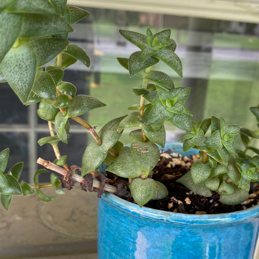Tom Thumb succulent plant in a blue pot, healthy green leaves, visible soil.