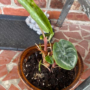 Alocasia Green Shield plant photo by @cr8zpl8lady named Phoenix on Greg, the plant care app.