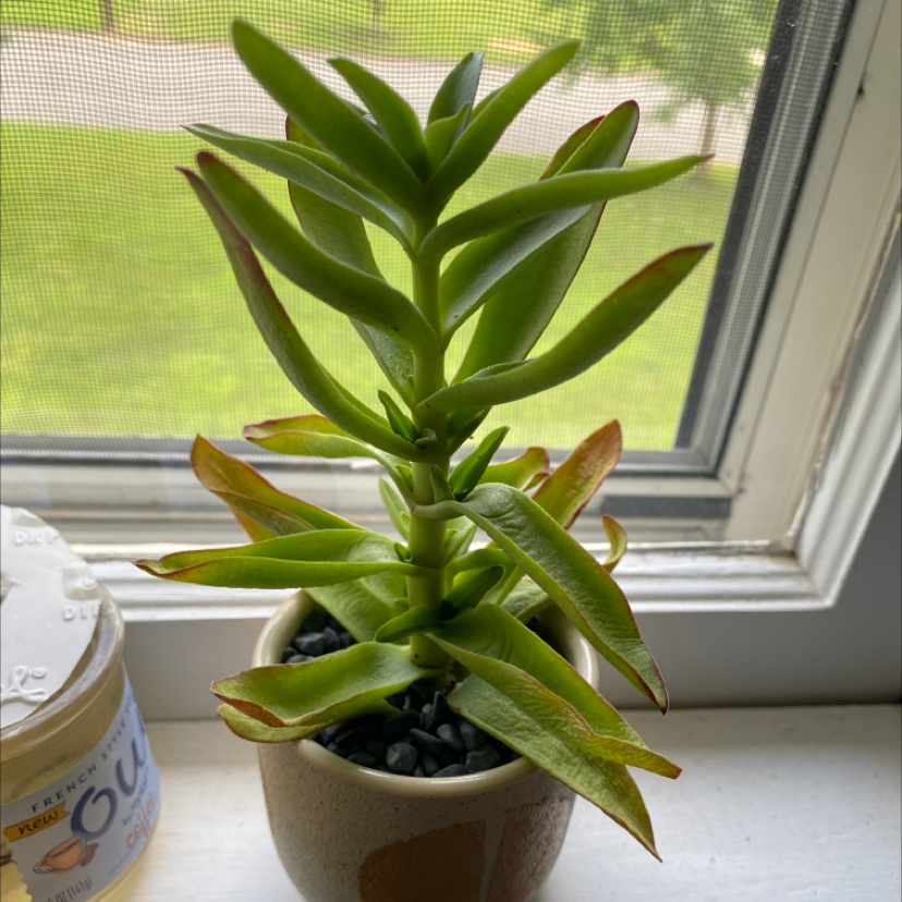 Crassula capitella 'Campfire' plant on a windowsill with some browning at the leaf tips.