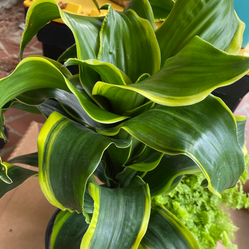 Dracaena Dorado plant with vibrant green leaves and yellow edges.
