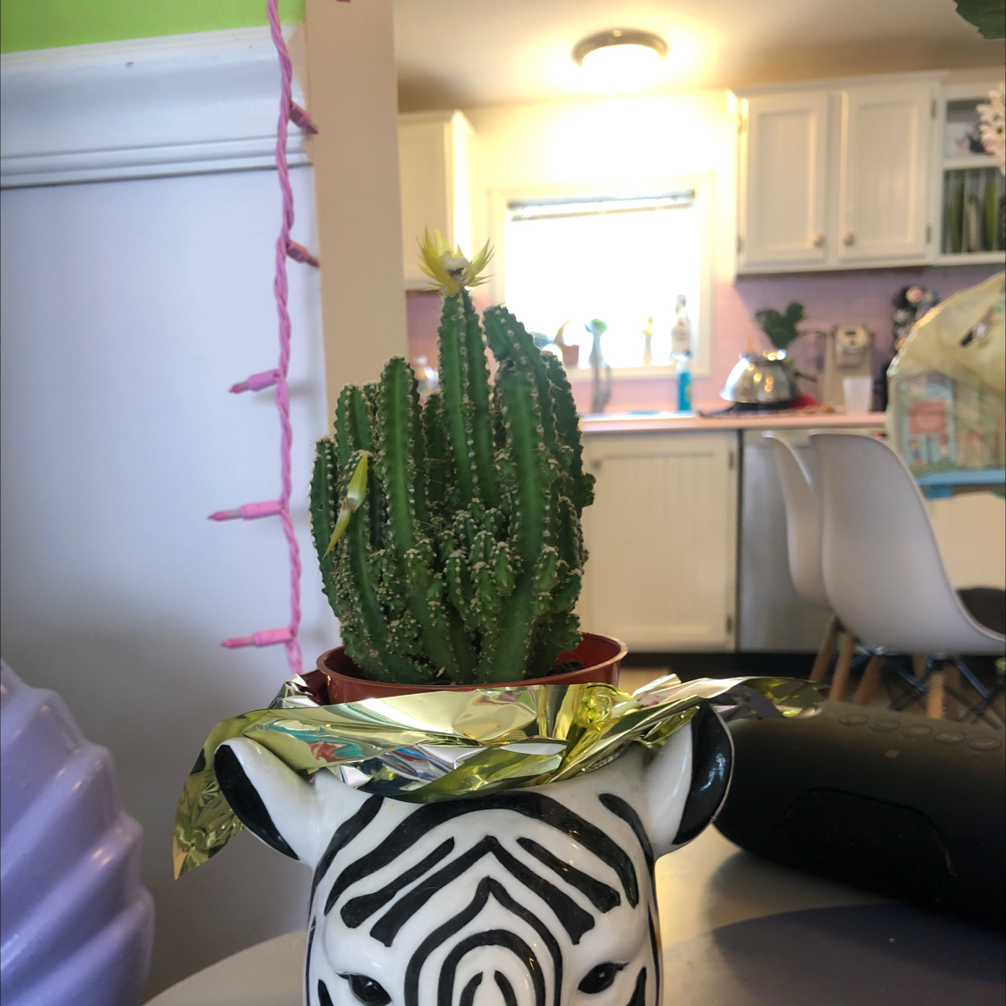 Night-Blooming Cereus plant in a zebra-themed pot in a kitchen setting.