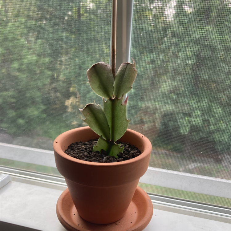 Potted true Christmas Cactus on a windowsill with some browning at the leaf edges.