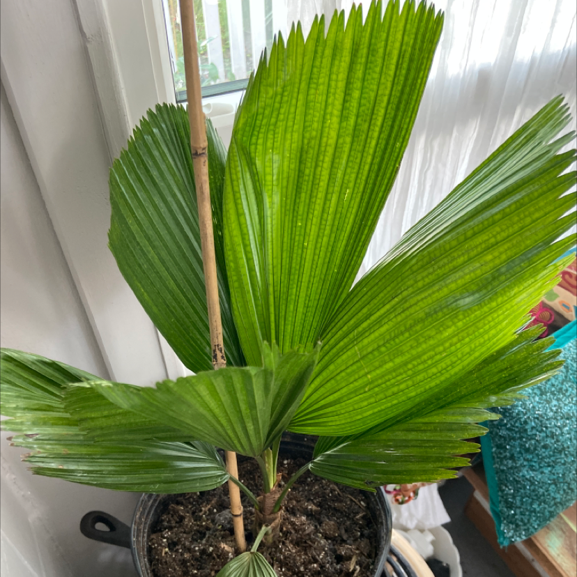 Chinese Fan Palm with vibrant green leaves in a pot. Soil is visible.