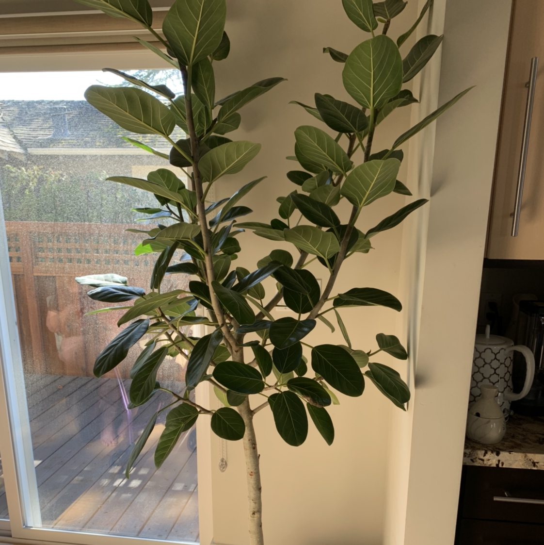 Indoor Audrey Ficus plant near a window with vibrant, dark green leaves.