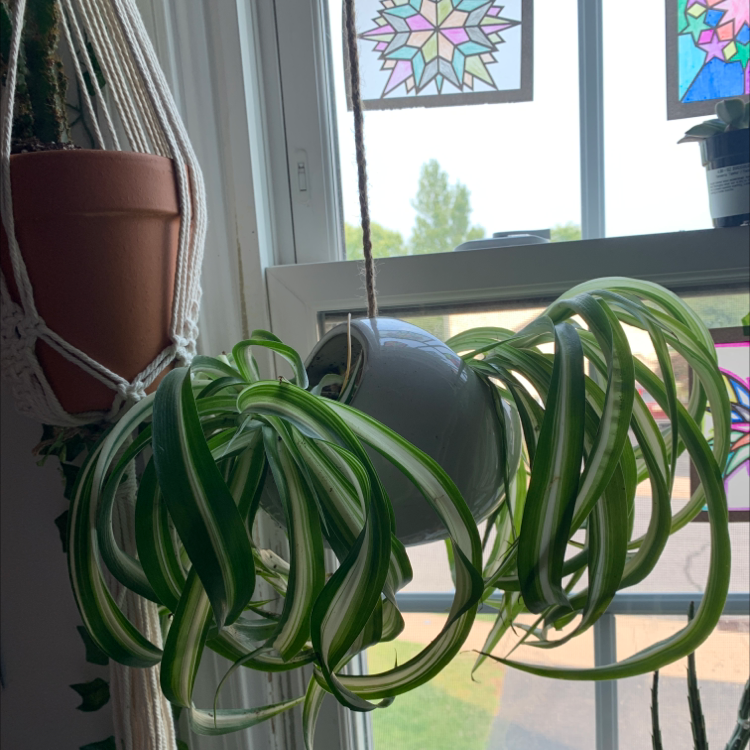 Spider Plant plant photo by Abi named Sage on Greg, the plant care app.