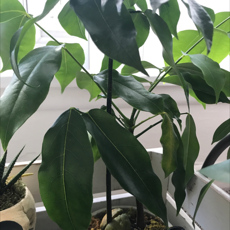Lucky Bean Tree with healthy green leaves and slight yellowing on a few leaves.