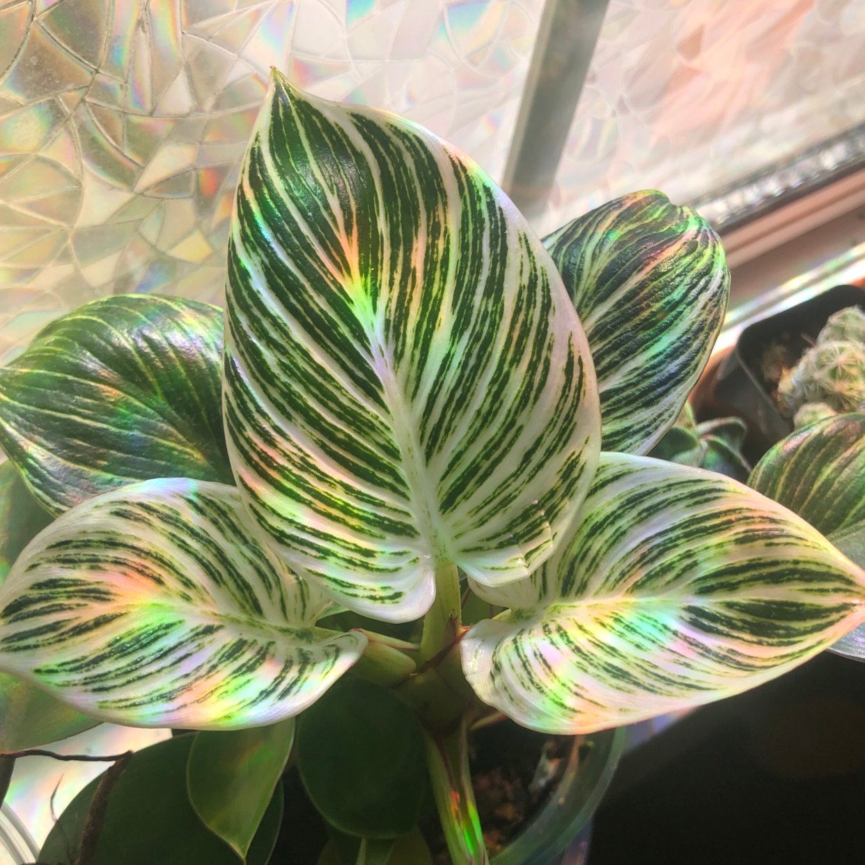 Photo of the plant species Philodendron Birkin by @groundbound named Birky on Greg, the plant care app