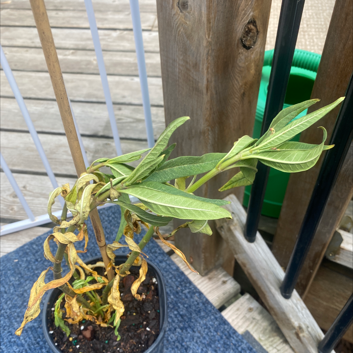 Potted Tropical Milkweed plant with yellowing and browning leaves on a wooden deck.