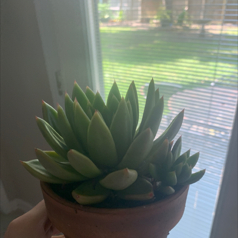 Lipstick Echeveria plant photo by @sunnybxby named rice on Greg, the plant care app.