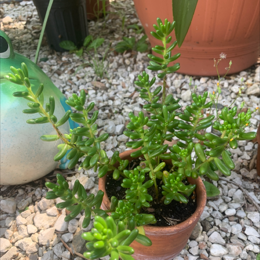 Potted White Stonecrop succulent with vibrant green leaves, placed on a gravel surface.
