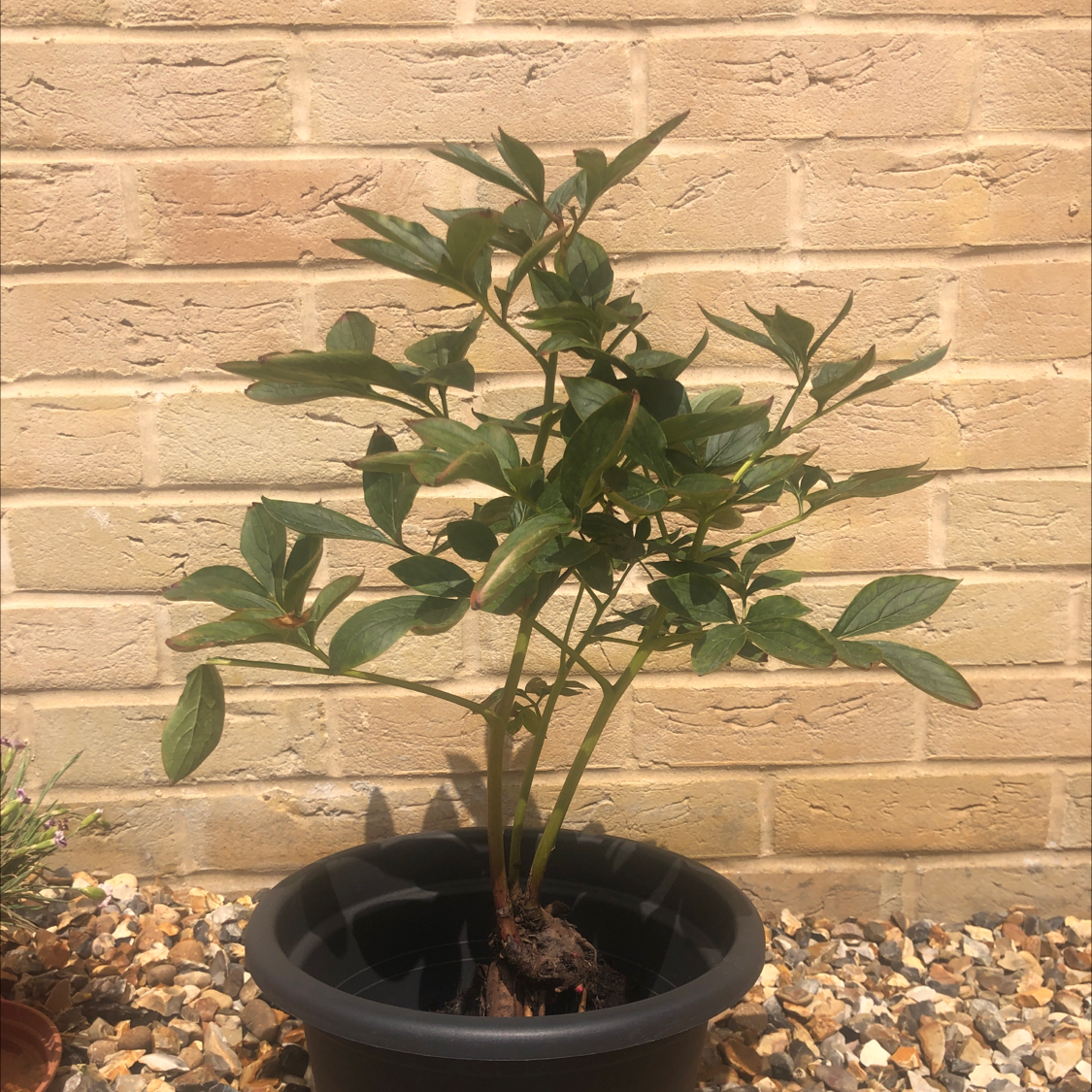 A healthy potted Chinese Peony plant against a brick wall.