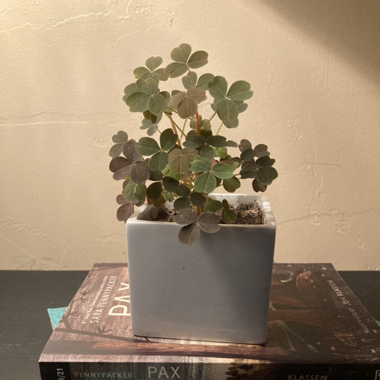 Potted Creeping Woodsorrel plant in a white square pot, placed on books.