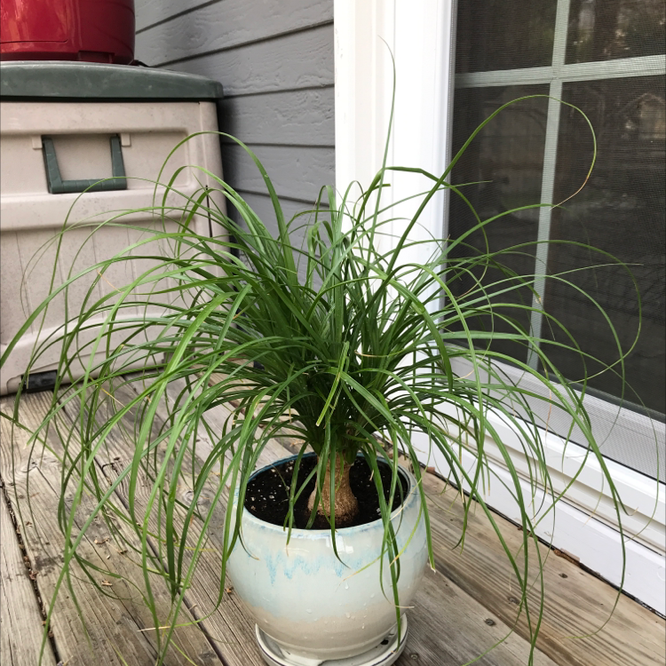Ponytail Palm plant photo by @Queen123 named Ponyboy on Greg, the plant care app.