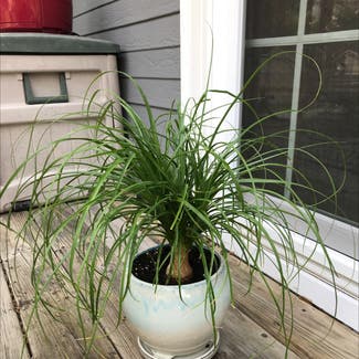 Ponytail Palm plant in Eau Claire, Wisconsin