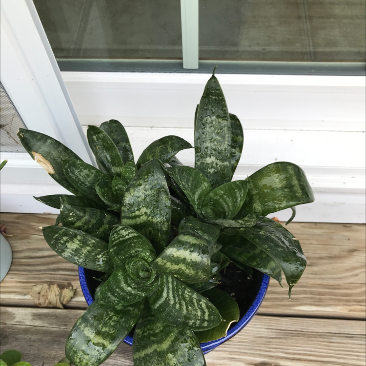 Snake Plant plant photo by @Queen123 named Snakes on Greg, the plant care app.