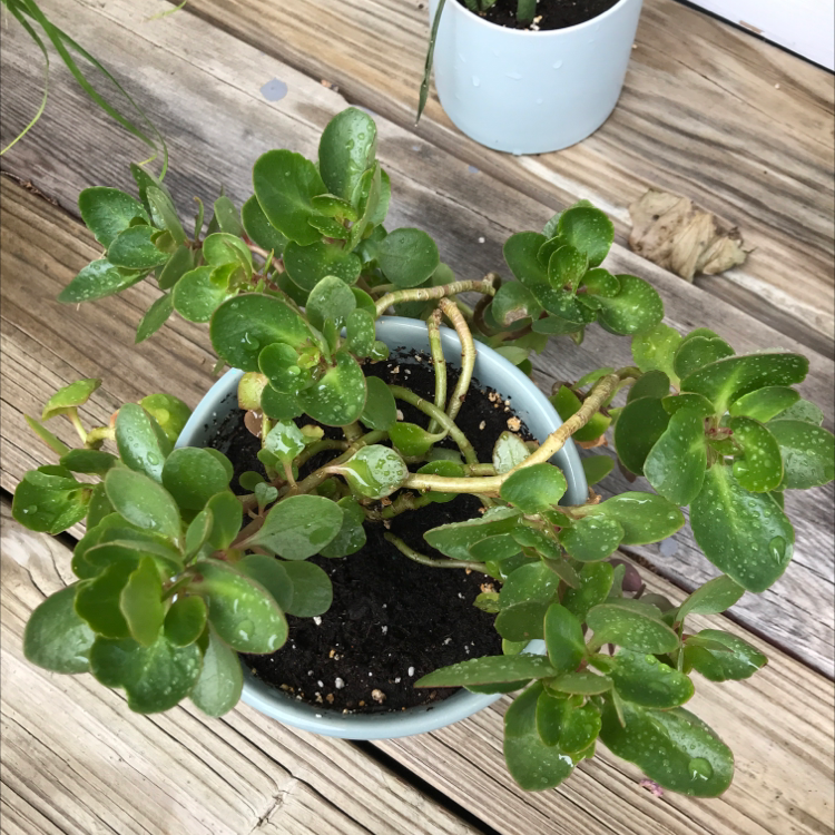 Florist Kalanchoe plant photo by @Queen123 named Ellie on Greg, the plant care app.