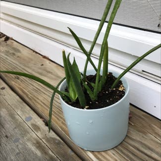 Cylindrical Snake Plant plant in Eau Claire, Wisconsin