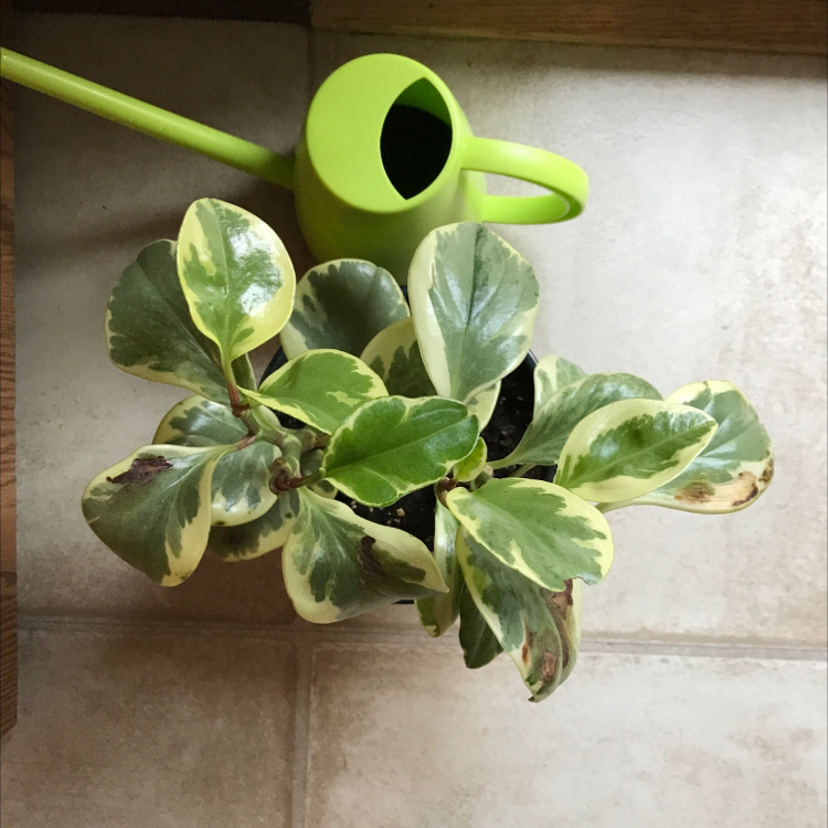 Baby Rubber Plant plant photo by @Queen123 named Sunny on Greg, the plant care app.