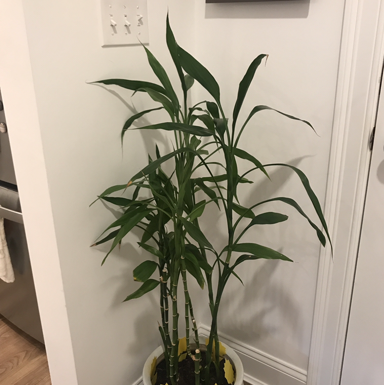Lucky Bamboo plant photo by @ixuqae named Stanley on Greg, the plant care app.