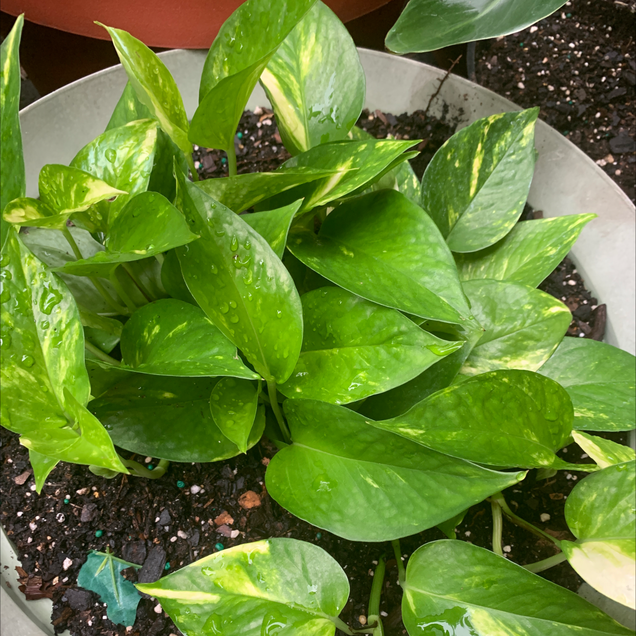 Taro Vine plant photo by @iDestiny named Tallulah on Greg, the plant care app.