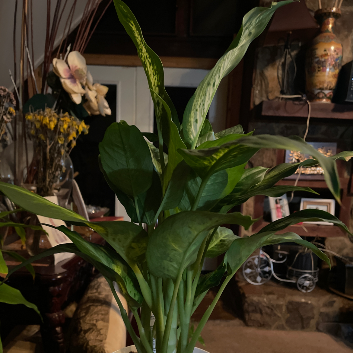 Dieffenbachia plant photo by @iDestiny named Anne on Greg, the plant care app.
