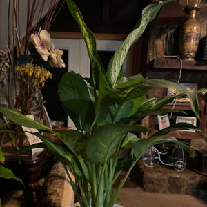 Dieffenbachia plant photo by Idestiny named Anne on Greg, the plant care app.