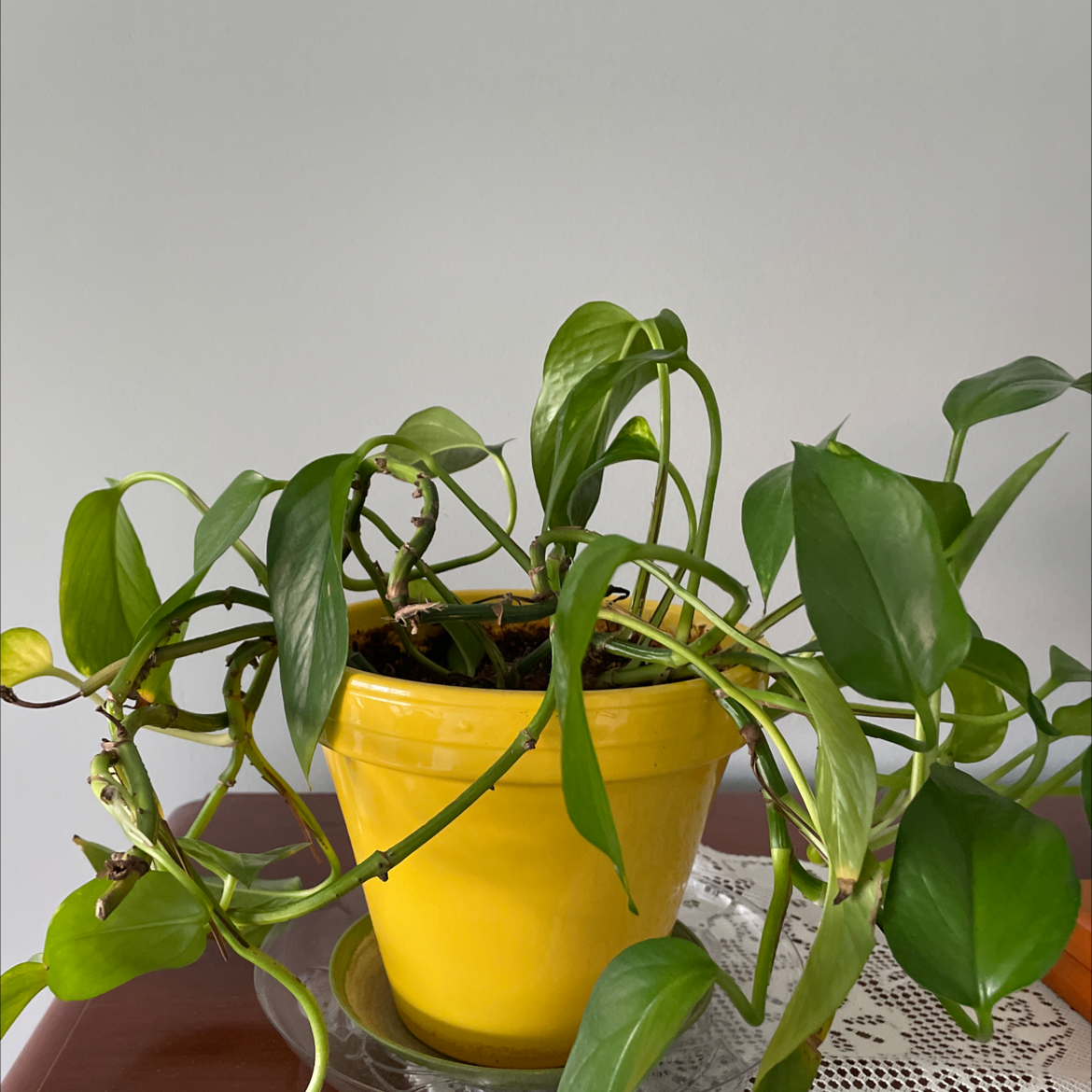Taro Vine plant photo by Deborah named Yellow pot pothos on Greg, the plant care app.