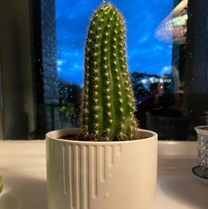 Saguaro plant photo by Deborah named Peanut Cactus White legged Pot on Greg, the plant care app.