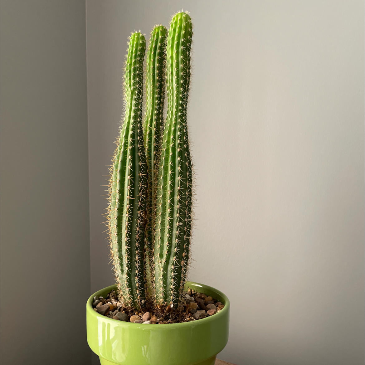Organ Pipe Cactus plant photo by Deborah named Triple organ pipe cactus on Greg, the plant care app.