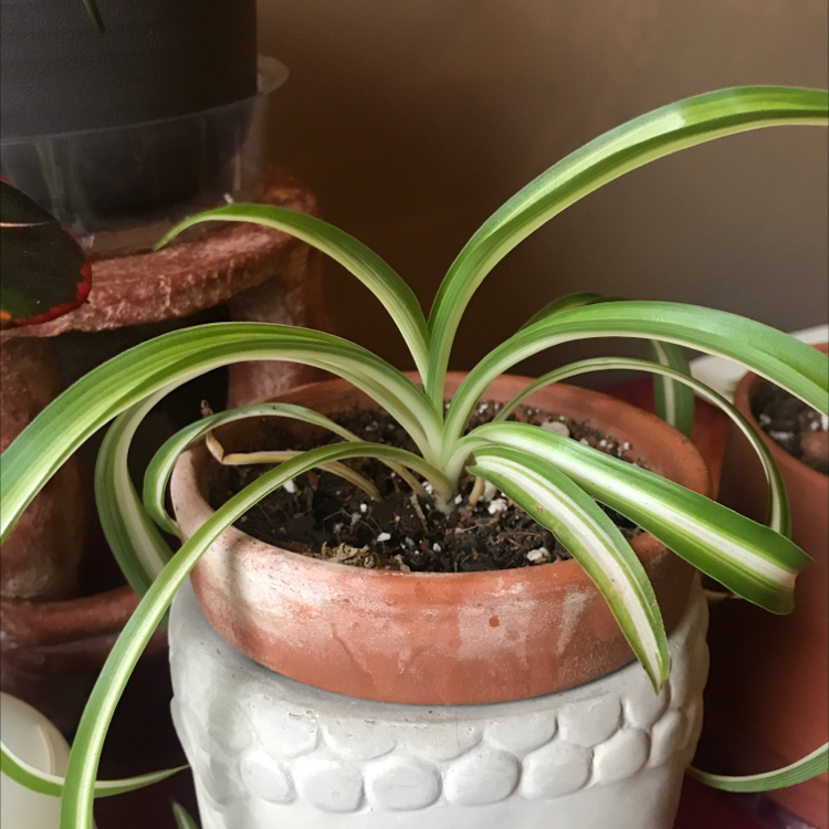 Curly Spider Plant in a terracotta pot with visible soil and healthy green and white striped leaves.