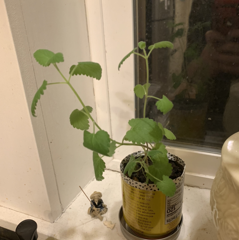 Catnip plant photo by Elle named Nicky on Greg, the plant care app.