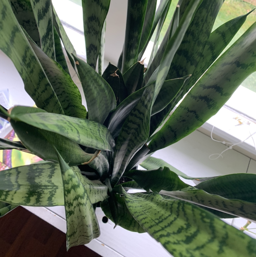 Snake Plant plant photo by Elle named Arthur on Greg, the plant care app.