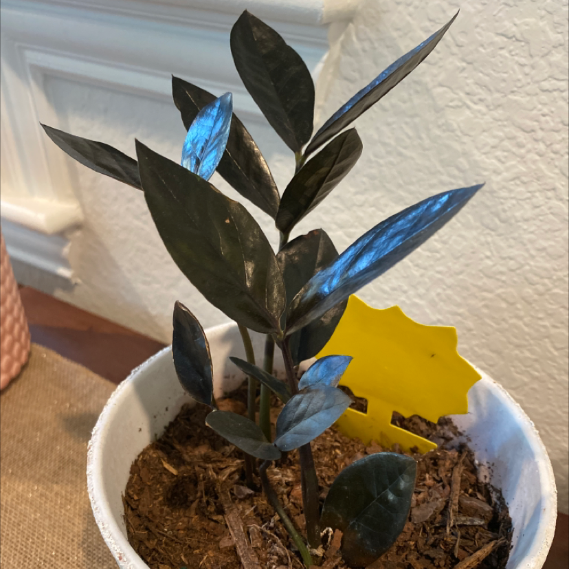Zamioculcas Zamiifolia plant photo by @Plantsnpups named ZZ Raven on Greg, the plant care app.