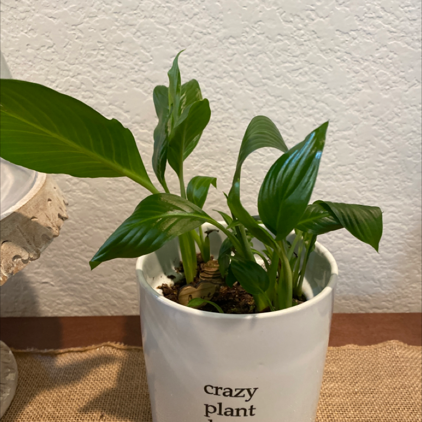 Peace Lily plant photo by @Plantsnpups named Peace ✌️ on Greg, the plant care app.