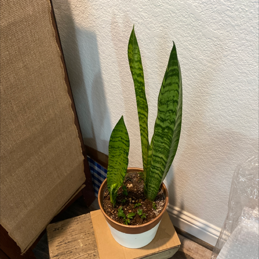 Snake Plant plant photo by @Plantsnpups named Stripes on Greg, the plant care app.