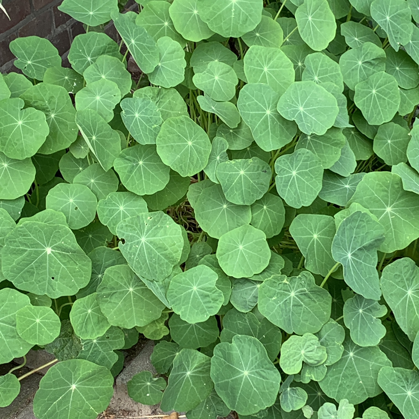 Dense cluster of healthy Garden Nasturtium plants with green leaves.