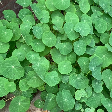 Photo of the plant species Garden Nasturtium by Danielleleroi named Planty on Greg, the plant care app