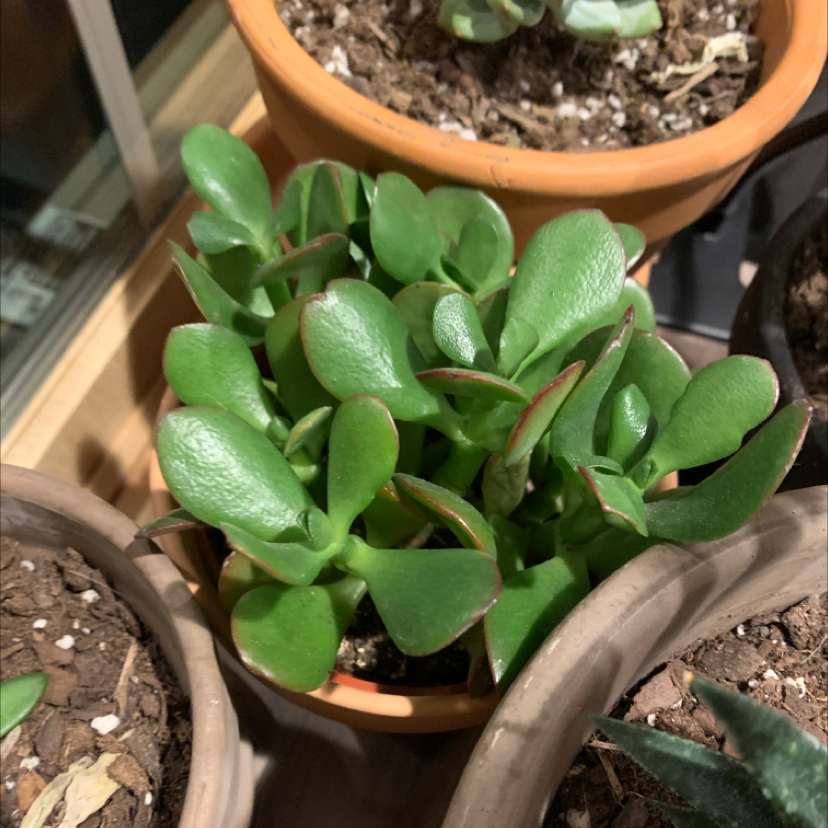 Healthy Silver Dollar Plant in a terracotta pot with green, fleshy leaves.
