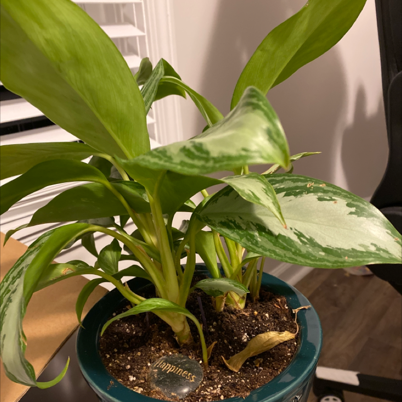 Chinese Evergreen plant photo by Jaida named Clooney on Greg, the plant care app.