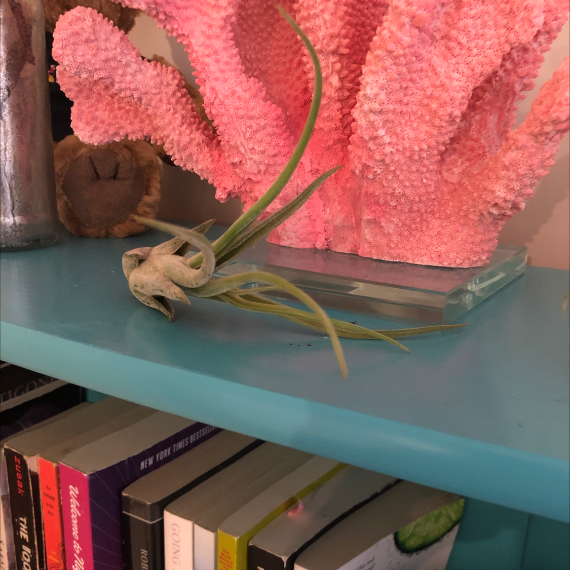 Medusa Head Air Plant on a blue shelf with a pink coral decoration in the background.