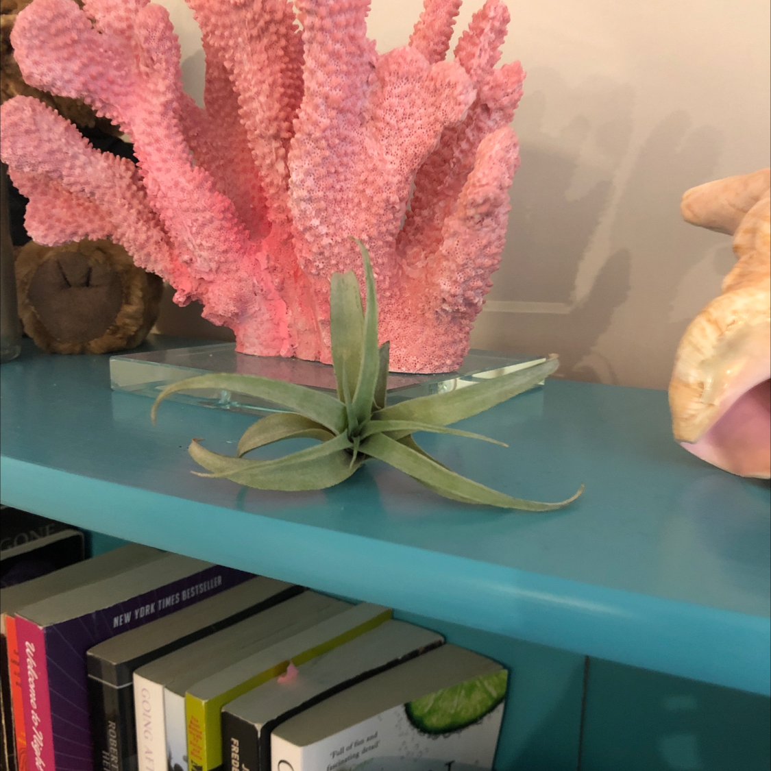 Tillandsia harrisii plant on a blue shelf with decorative items and books in the background.