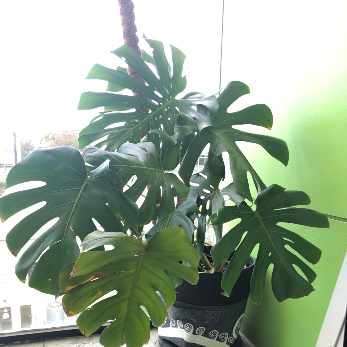 Monstera plant photo by @sharnirose named Swissy on Greg, the plant care app.