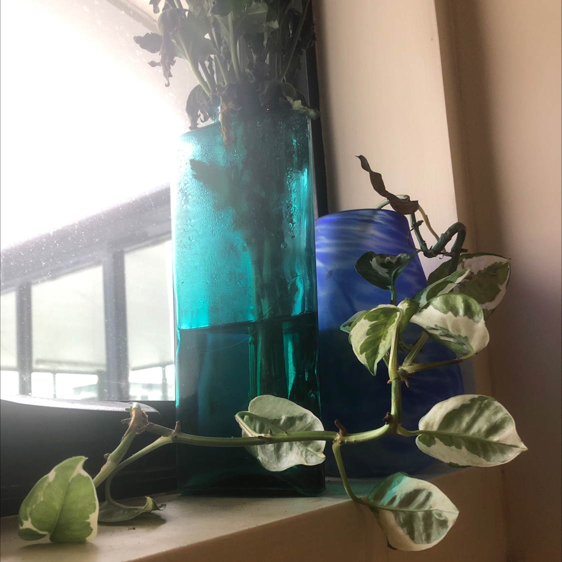 Taro Vine plant photo by @sharnirose named Spotty on Greg, the plant care app.